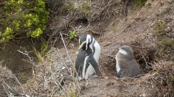 ティエラ フエゴ アルゼンチンの南アメリカ最南端の野生の巣で赤ちゃんと大人のマゼラン ペンギン — ストック動画