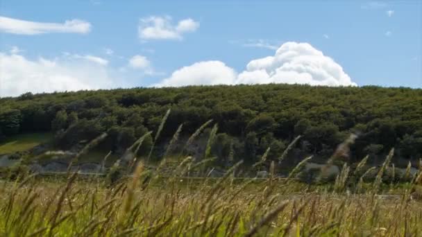 Scena Przyrodnicze Estancia Haberton Tierra Del Fuego Pobliżu Ushuaia Argentina — Wideo stockowe