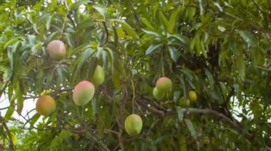 Yeşil yaprakları ve rüzgar üfleme dalları ile tropikal bir adada doğal olarak yetiştirilen Mangos meyve ağacı