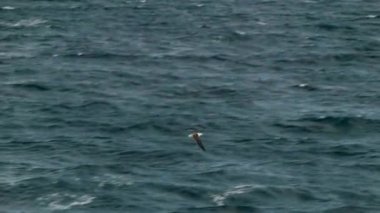 Sea Bird Close-up Güney Amerika Yolculuğunda Denizde Bir Cruise Ship Dark Hareketli Okyanus Dalgaları Üzerinde Uçarken Aşağıdaki