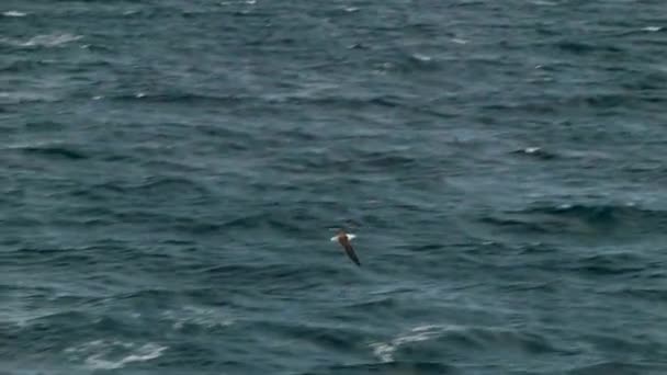Sea Bird Close Siguiendo Mientras Vuela Sobre Oscuras Olas Oceánicas — Vídeos de Stock