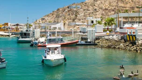 Bateaux Pêche Sur Les Rives Cabo San Lucas Mexique Flottant — Video