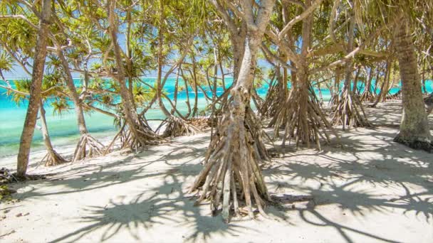 Mystery Island Vanuatu Alberi Nativi Che Crescono Sulla Sabbia Tropicale — Video Stock