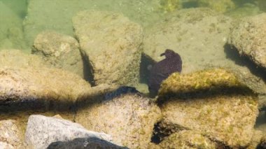 Cabo San Lucas Meksika Meksika Kıyısında Kayalar karşı Balık Yüzme