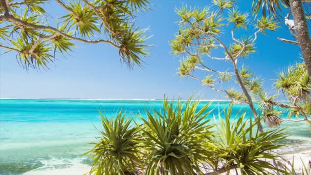 Mystery Island Vanuatu Tropical Beachfront Vibrant Scen Med Inhemska Växter — Stockvideo