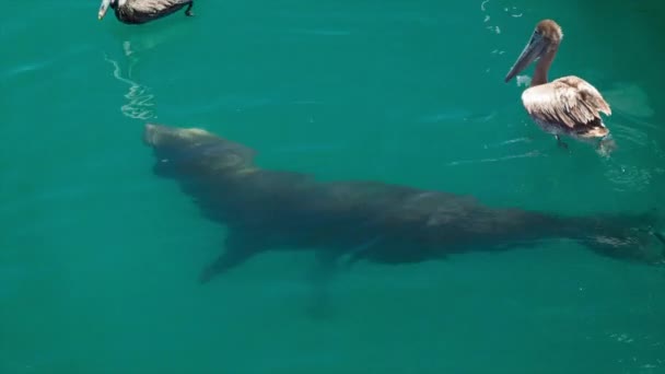 Seal Brown Pelikan Ptaki Zbliżenie Meksykańskim Porcie Marina Waterfront Cabo — Wideo stockowe