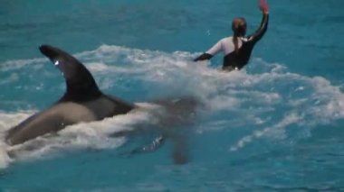 İki Katil Balinalar Orlando, Florida Seaworld Adventure Park'ta Shamu Stadyumu'nda Seyirci için Çeşitli Hileler Performans Su ile Eğitmenler push.