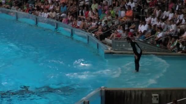 Shamu Orca Killer Whale Seaworld Adventure Park Orlando Florida Rolls — Stock Video