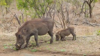 Genç Piglet ile Hogthog onun Dizlerinin Üzerinde Kruger Milli Parkı içinde Doğal Güney Afrika Habitat Yerden Yeme
