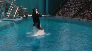 Shamu, An Orca (Katil Balina) Orlando Seaworld Adventure Park'ta, Florida Su Out Jumping ve Büyük Bir Kitleye Bir Gösteri Sırasında Büyük Splash Neden Onun Geri Falling.