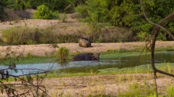 ローリーNc静的自然シーンで黄金の朝の太陽の光に移動する湖カニの木の霧 — ストック動画