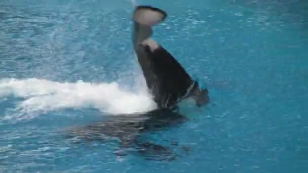 Shamu Orca Killer Whale Rozpryskiwania Dużych Ilości Wody Tłumie Ludzi — Wideo stockowe