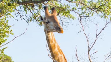 Zürafa Yakın Çekim Yeşil Ağaç Yaprakları ve Dalları ve Kruger Milli Parkı Güney Afrika içinde Mavi Gökyüzü Arka Plan ile Doğal Afrika Habitat Onun Head up