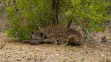 Benekli Hyaena Close-up Kruger Milli Parkı içinde Doğal Güney Afrika Habitat Döşeme