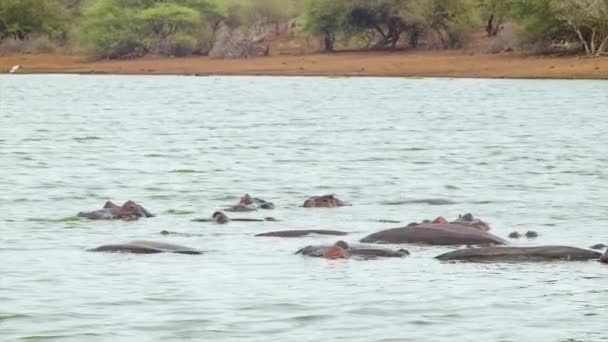 Hipopótamos Yaciendo Agua Presa Africana Hábitat Natural Dentro Del Parque — Vídeos de Stock