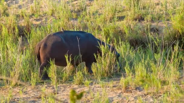 Hippopotamus Close Natural African Habitat Eating Green Grass Dry Riverbed — Stock Video