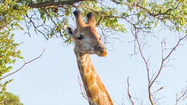 緑の木の葉と枝とクルーガー国立公園南アフリカ内の青い空の背景と自然アフリカの生息地での頭のキリンクローズアップ — ストック動画