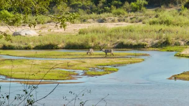 クルーガー国立公園南アフリカの流れる水に囲まれた緑の草の上に放牧する自然アフリカの川のウォーターバック男性 — ストック動画