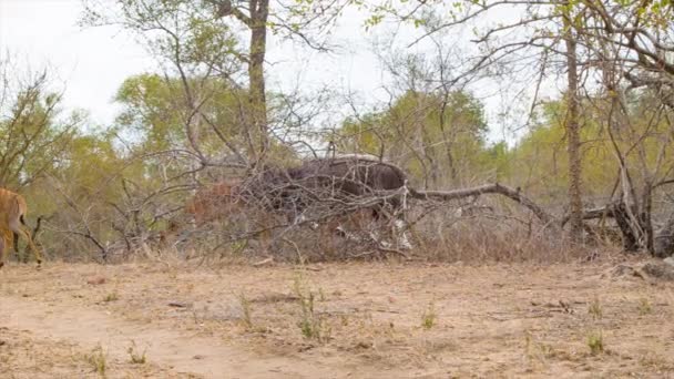 Manada Nyala Macho Alfa Con Hembras Más Jóvenes Caminando Hábitat — Vídeos de Stock