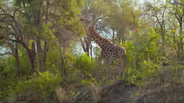长颈鹿在克鲁格国家公园内朦胧的非洲太阳自然栖息地的绿树上吃 — 图库视频影像