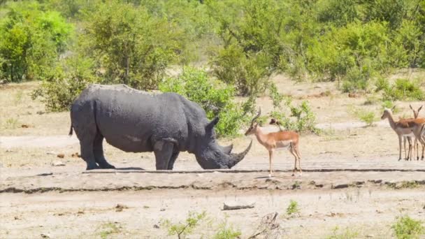 Rhinoceros Impala Antelope Dry Natural African Landscape Setting Sunny Day — Stock Video