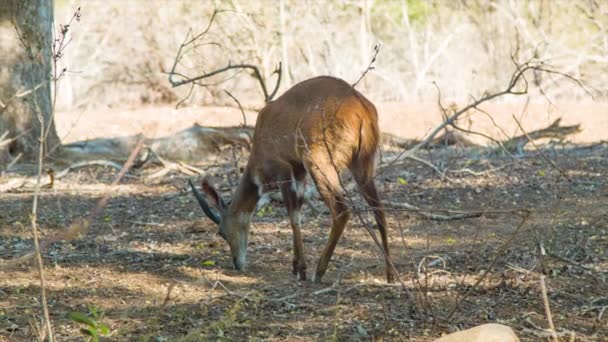 年轻的布什巴克雄性放牧在干燥的非洲栖息地下与阳光萨凡纳背景在克鲁格国家公园的树 — 图库视频影像