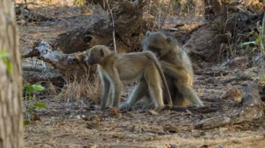 Doğal Afrika Habitat'ta Keneler Arayan ve Yiyen Babunlar Kruger Milli Parkı'nda Bir Ağacın Altında Yiyorlar