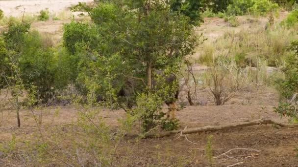 Solitaire Nyala Homme Marchant Dans Habitat Naturel Africain Intérieur Parc — Video