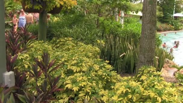 Panorama Través Plantas Tropicales Flores Revelando Gente Disfrutando Río Perezoso — Vídeos de Stock