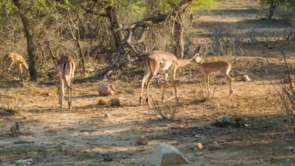 年轻的伊帕拉羚羊与女性在非洲早晨太阳放牧在他们的自然南非克鲁格国家公园环境 — 图库视频影像