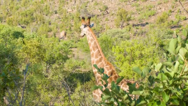 Giraffe Steht Afrikanischen Hügeln Inmitten Grüner Bäume Ihrem Natürlichen Lebensraum — Stockvideo