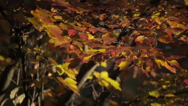 Close Autumn Colored Tree Leaves Fall Softly Blowing Wind — Stok Video