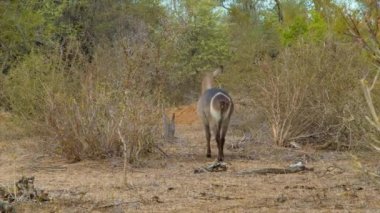 Kruger Milli Parkı içinde Doğal Güney Afrika Habitat Yürüyüş bir Kadın Antilop Üzerinde Backside Waterbuck Beyaz Yüzük