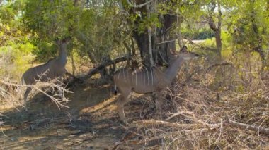 Güney Afrika'nın Kruger Milli Parkı Kendi Doğal Habitat güneşli bir günde bir ağacın altında iki Famale Kudus Yeme