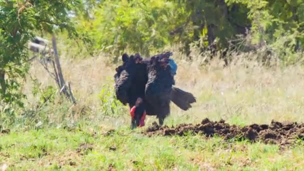 Southern African Ground Hornbill Bird Feeding Ground Its Natural Habitat — Stock Video