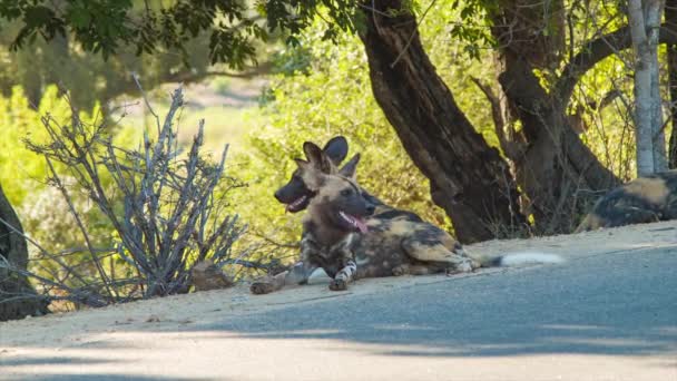 クルーガー国立公園のアフリカの野生の犬は 自然の生息地で道路の側に横たわって — ストック動画