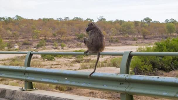 Pavian Sitzt Auf Afrikanischem Geländer Straßenrand Seiner Natürlichen Umgebung Kruger — Stockvideo