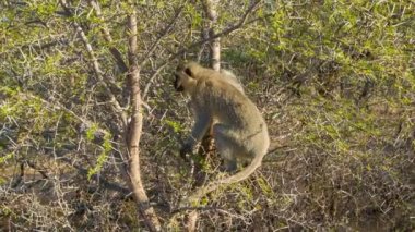 Güney Afrika'daki Kruger Ulusal Parkı'nda Doğal Yaşam Alanında Thorn Tree'de Afrika Kadife Maymunu