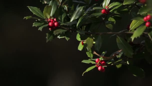 Berry Tree Fúj Szél Háttere Sekély Mélységélesség Zöld Piros Színek — Stock videók