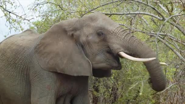 Elefante Africano Cerca Comiendo Árbol Rompiendo Ramas Sin Esfuerzo Hábitat — Vídeo de stock