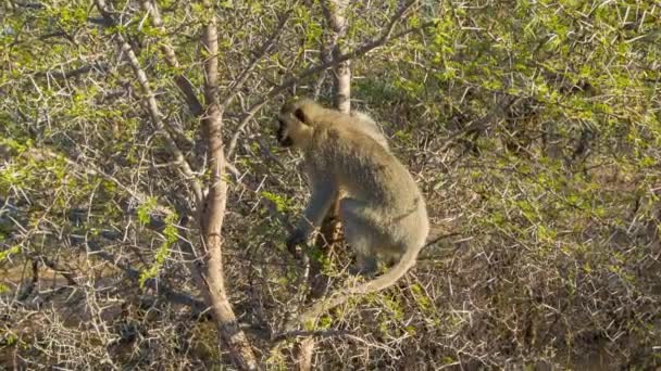 Mono Terciopelo Africano Espino Hábitat Natural Parque Nacional Kruger Sudáfrica — Vídeo de stock