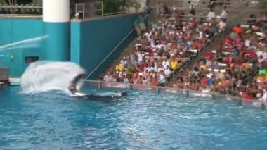 A Big Crowd Su Shamu, Orca / Killer Whale Orlando, Florida Seaworld Adventure Park'ta bir gösteri sırasında tarafından Splashed gets.