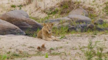 Dişi Aslan Kruger Milli Parkı içinde onu Doğal Güney Afrika Habitat Kum üzerinde Döşeme