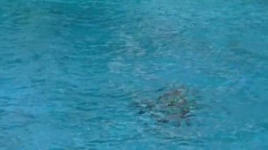 Shamu Katil Balina (Orca) ve Onun Eğitmen Orlando Florida Seaworld Adventure Park'ta bir gösteri sırasında ayakları ile Gökyüzüne Trainer iterek Sudan Atlama.