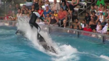 Bir Eğitmen Bir Orca sörf / Killer Whale ve Falls Off Orlando Seaworld Adventure Park'ta Büyük Bir Kalabalık Önünde Bir Gösteri Sırasında, Florida.