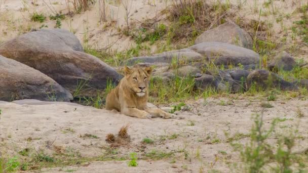 クルーガー国立公園内の彼女の自然な南アフリカの生息地で砂の上に横たわる女性ライオン — ストック動画