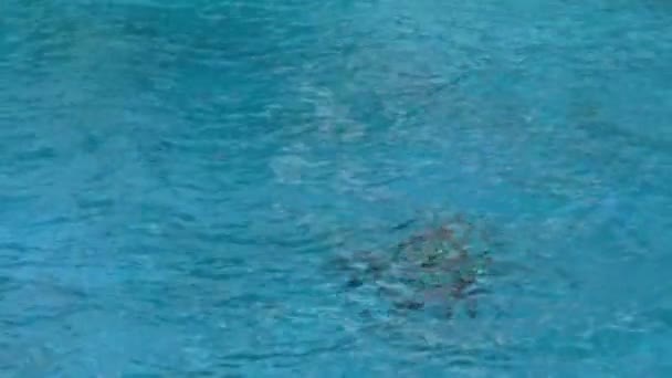 在佛罗里达州奥兰多海洋世界探险公园的表演中 杀手鲸 Orca 和他的教练跳出水面 用脚将训练者推入天空 — 图库视频影像