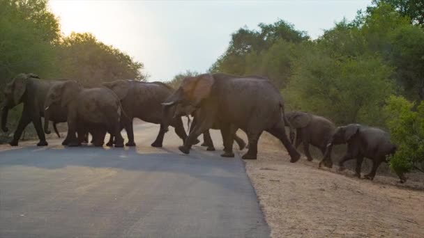 Elephant Herd Crossing African Road Siguiéndose Unos Otros Con Coches — Vídeo de stock