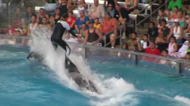 Trainer Surfing Orca Killer Whale Falls Show Front Large Crowd — Stock Video