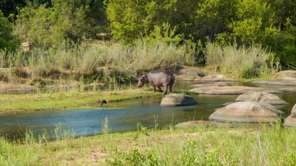 Hippopotamus Stojící Vedle Řeky Přírodní Afriky Zelené Trávě Stromech Tekoucí — Stock video